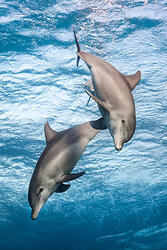 dolphin-reef_102_224e1085_kopie_ren.jpg