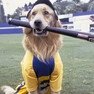 air-bud-4.jpg