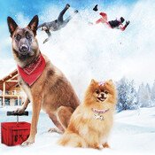 stepdogs.jpg